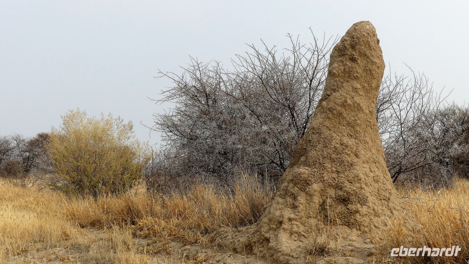 Namibia - Termitenhügel