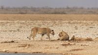 Namibia - Etosha Nationalpark - Löwen am Wasserloch