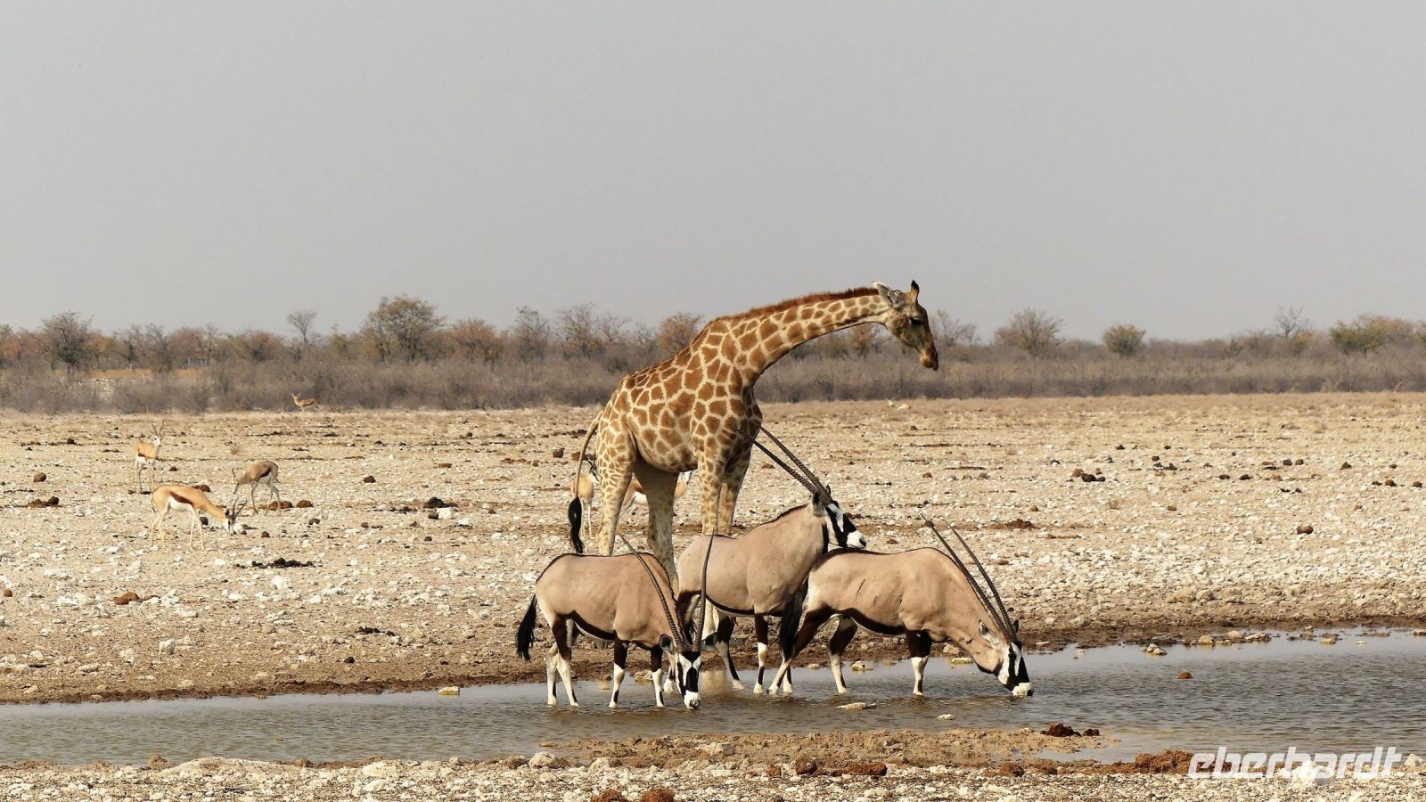 Namibia - Etosha Nationalpark - Giraffe meets Oryx