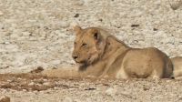Namibia - Etosha Nationalpark - Löwin am Wasserloch