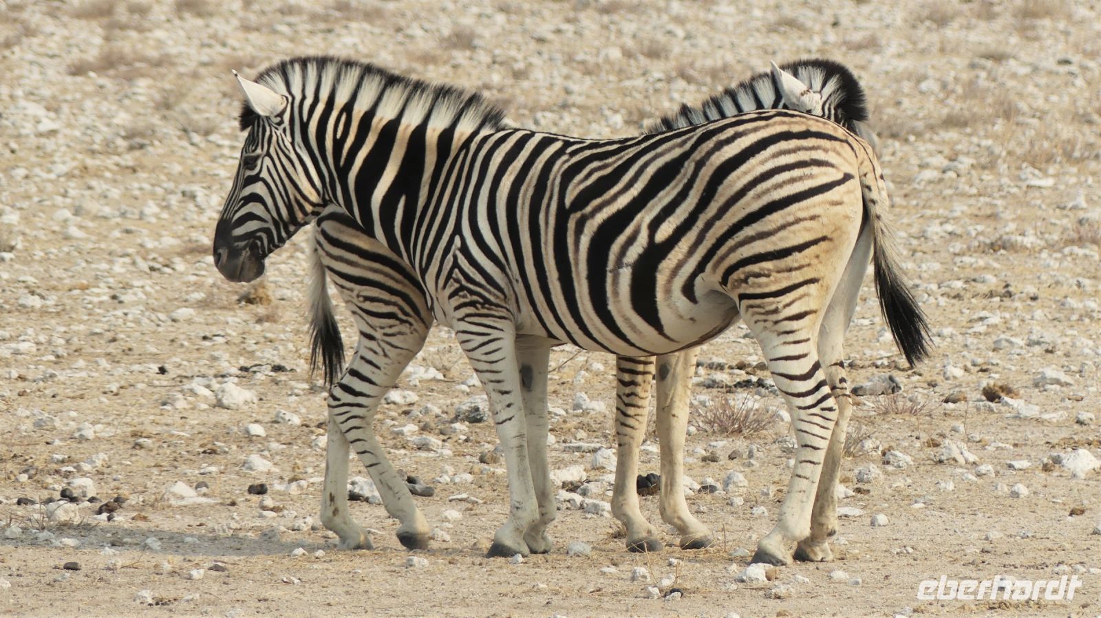 Namibia - Etosha Nationalpark - Zebraliebe
