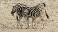 Namibia - Etosha Nationalpark - Zebraliebe