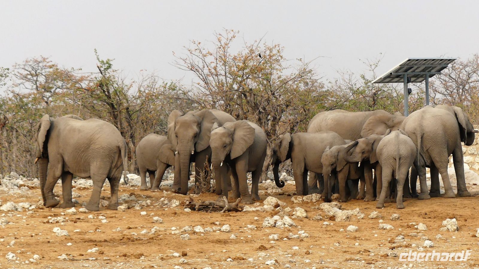 Namibia - Etosha Nationalpark - Elefanten