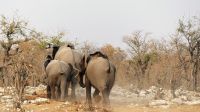 Namibia - Etosha Nationalpark - Elefanten