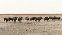 Namibia - Etosha Nationalpark - Streifengnu