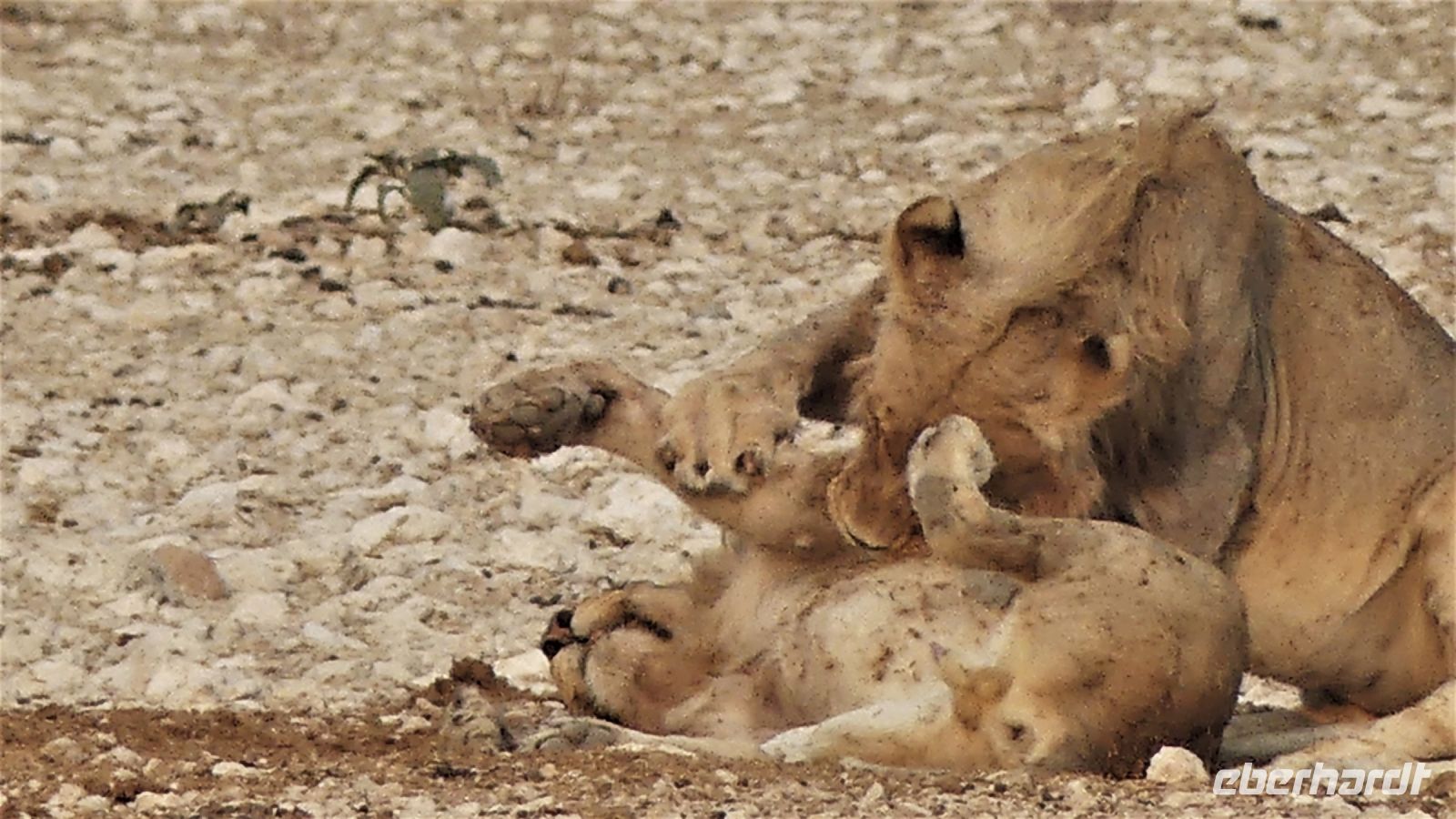 Namibia - Etosha Nationalpark - und noch mehr Löwen