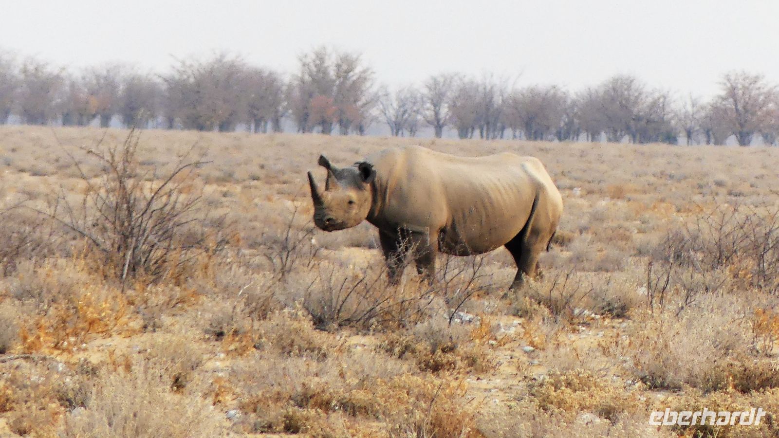 Namibia - Etosha Nationalpark - Spitzmaulnashorn