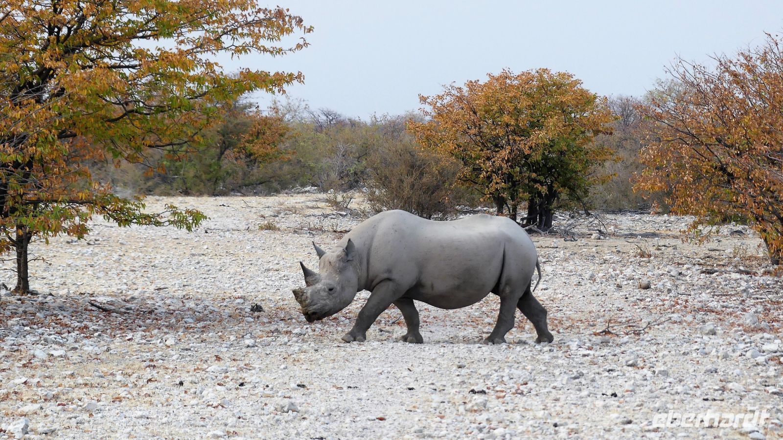 Namibia - Etosha Nationalpark - und noch ein Spitzmaulnashorn