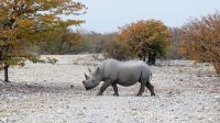 Namibia - Etosha Nationalpark - und noch ein Spitzmaulnashorn