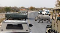 Namibia - Etosha Nationalpark - Spitzmaulnashorn