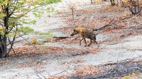Namibia - Etosha Nationalpark - Tüpfelhyäne