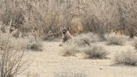 Namibia - Etosha Nationalpark - Tüpfelhyäne