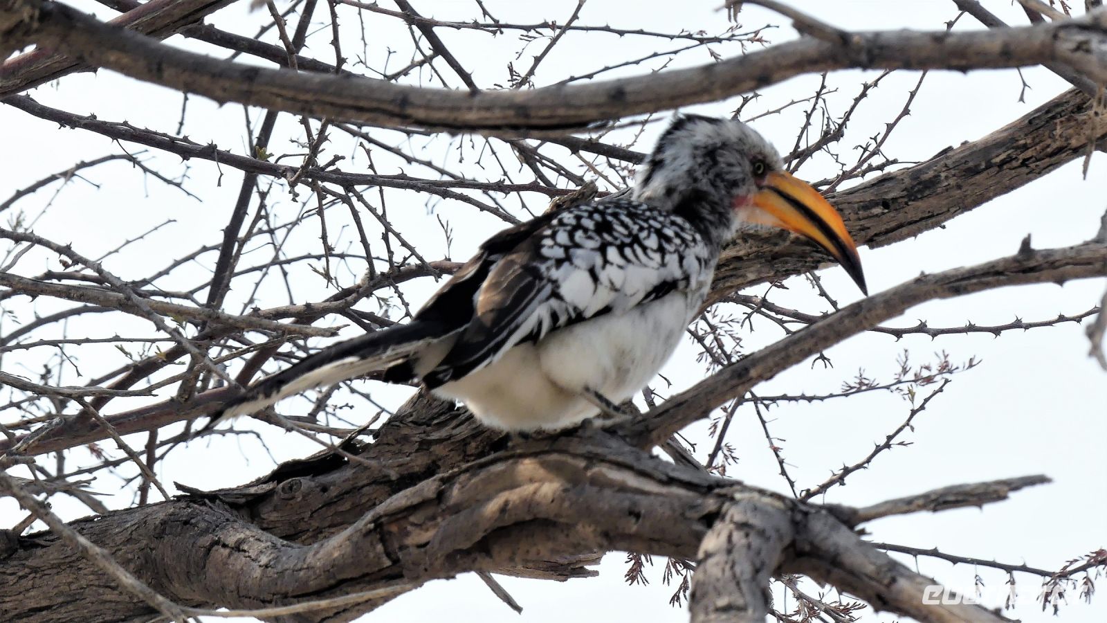 Namibia - Etosha Nationalpark - Gelbschnabeltoko