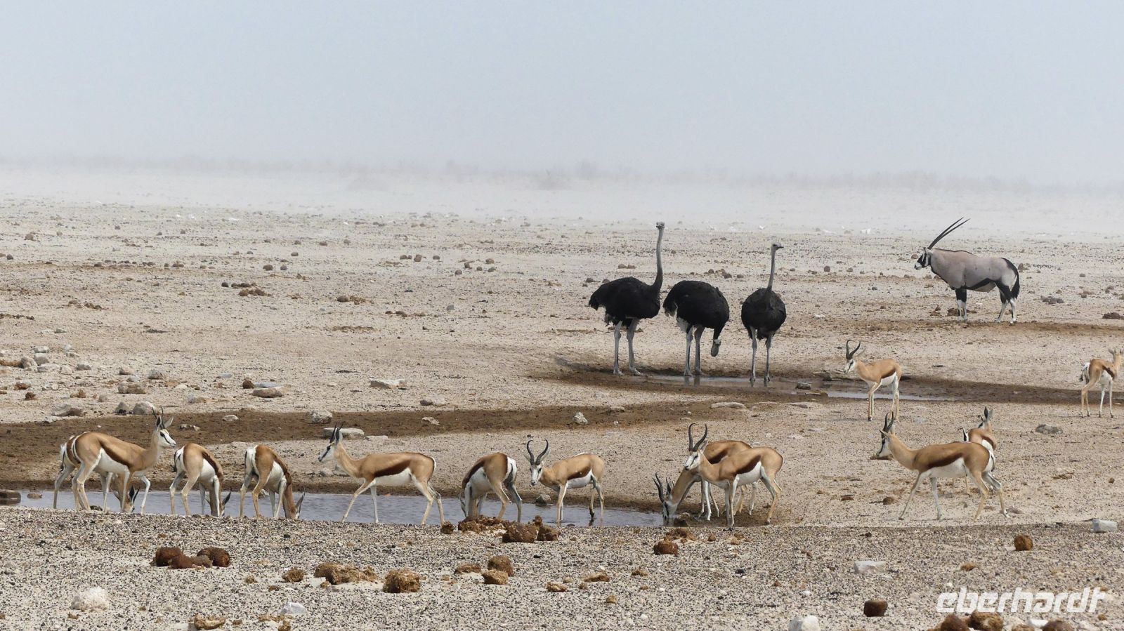 Namibia - Etosha Nationalpark - Stelldichein am Wasserloch
