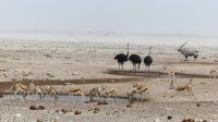 Namibia - Etosha Nationalpark - Stelldichein am Wasserloch