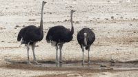 Namibia - Etosha Nationalpark - Strauße