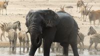 Namibia - Etosha Nationalpark - Erlebnisse am Wasserloch Sonderkop