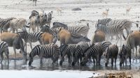 Namibia - Etosha Nationalpark - Erlebnisse am Wasserloch Sonderkop