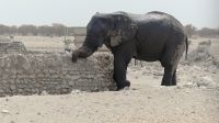 Namibia - Etosha Nationalpark - Erlebnisse am Wasserloch Sonderkop