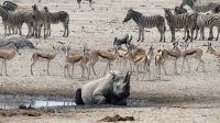 Namibia - Etosha Nationalpark - Erlebnisse am Wasserloch Sonderkop
