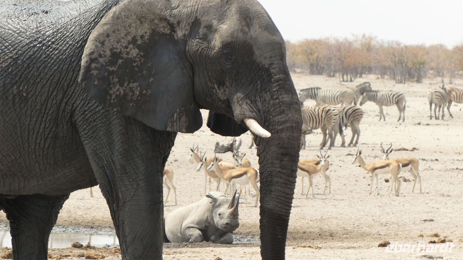 Namibia - Etosha Nationalpark - Erlebnisse am Wasserloch Sonderkop