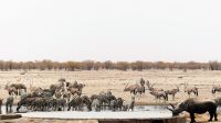 Namibia - Etosha Nationalpark - Erlebnisse am Wasserloch Sonderkop
