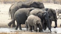 Namibia - Etosha Nationalpark - Erlebnisse am Wasserloch Sonderkop