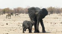 Namibia - Etosha Nationalpark - Erlebnisse am Wasserloch Sonderkop
