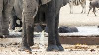 Namibia - Etosha Nationalpark - Erlebnisse am Wasserloch Sonderkop