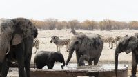 Namibia - Etosha Nationalpark - Erlebnisse am Wasserloch Sonderkop