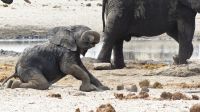 Namibia - Etosha Nationalpark - Erlebnisse am Wasserloch Sonderkop