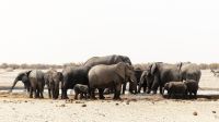 Namibia - Etosha Nationalpark - Erlebnisse am Wasserloch Sonderkop
