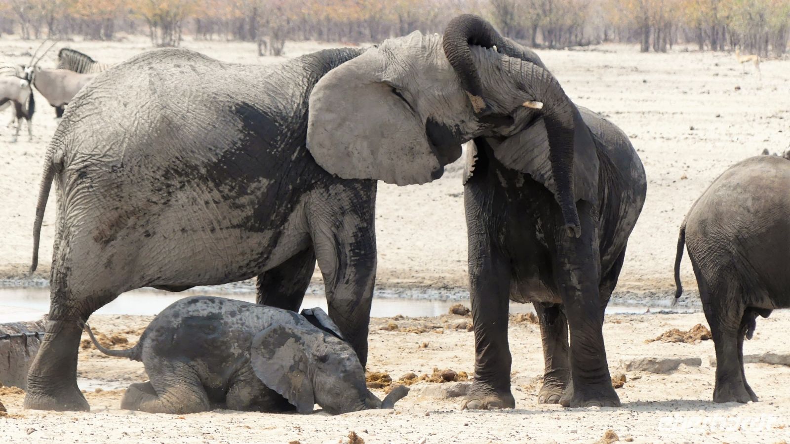 Namibia - Etosha Nationalpark - Erlebnisse am Wasserloch Sonderkop