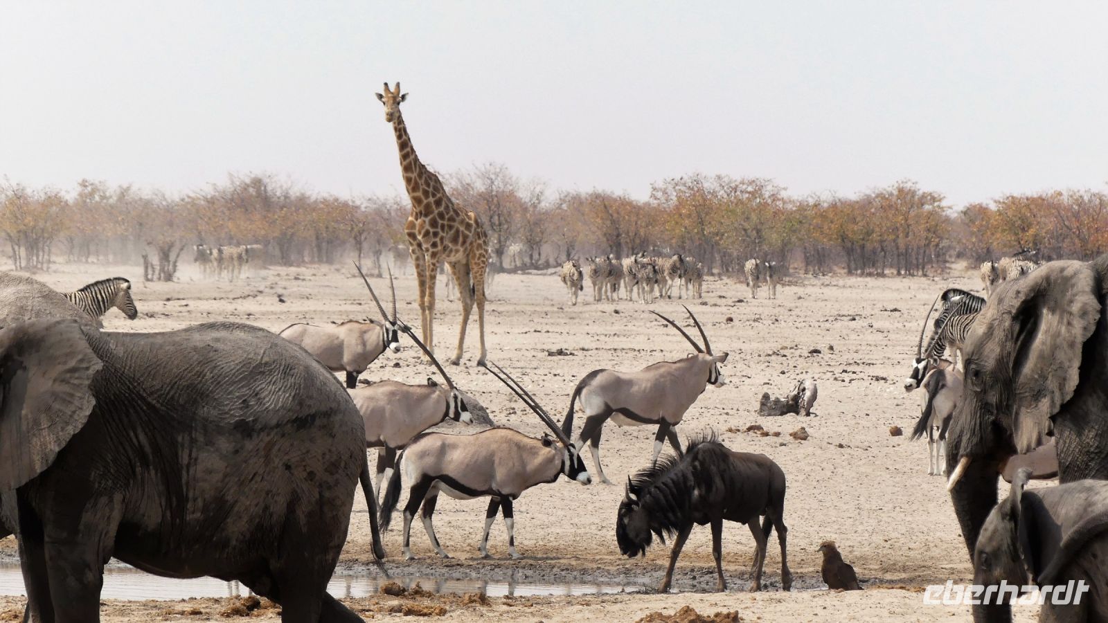 Namibia - Etosha Nationalpark - Erlebnisse am Wasserloch Sonderkop