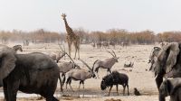 Namibia - Etosha Nationalpark - Erlebnisse am Wasserloch Sonderkop