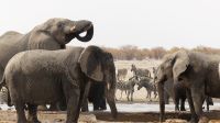Namibia - Etosha Nationalpark - Erlebnisse am Wasserloch Sonderkop