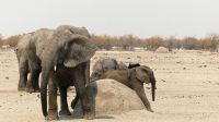 Namibia - Etosha Nationalpark - Erlebnisse am Wasserloch Sonderkop