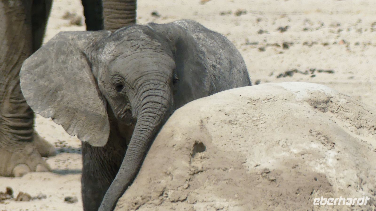 Namibia - Etosha Nationalpark - Erlebnisse am Wasserloch Sonderkop