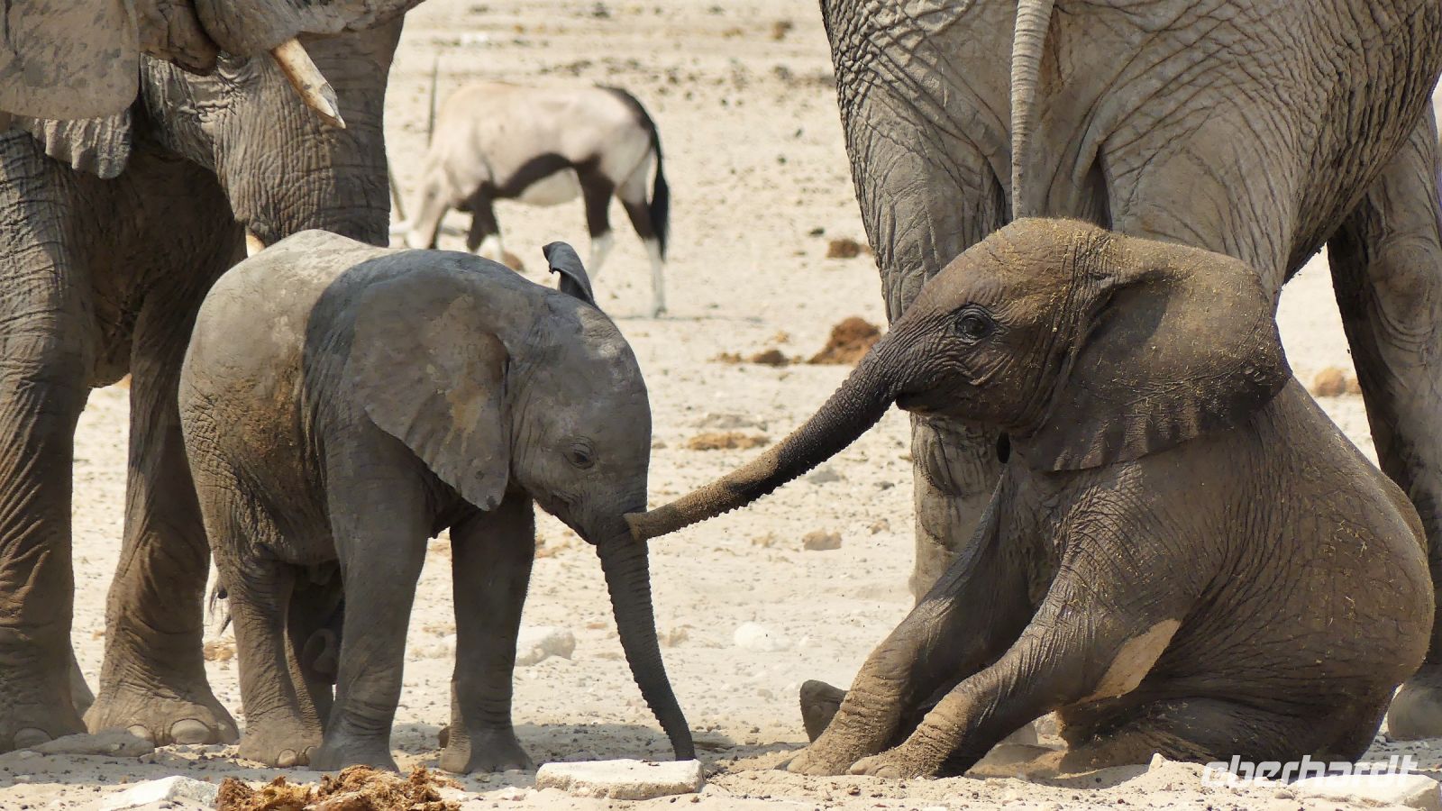 Namibia - Etosha Nationalpark - Erlebnisse am Wasserloch Sonderkop
