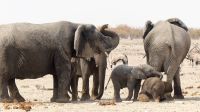 Namibia - Etosha Nationalpark - Erlebnisse am Wasserloch Sonderkop