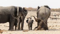 Namibia - Etosha Nationalpark - Erlebnisse am Wasserloch Sonderkop