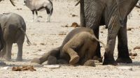 Namibia - Etosha Nationalpark - Erlebnisse am Wasserloch Sonderkop