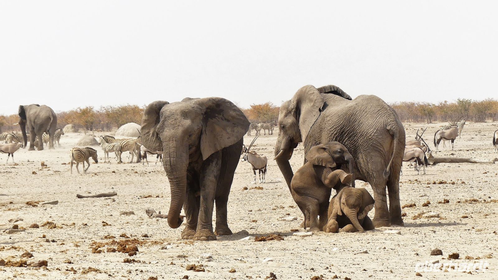 Namibia - Etosha Nationalpark - Erlebnisse am Wasserloch Sonderkop