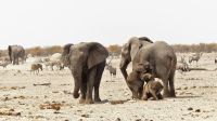 Namibia - Etosha Nationalpark - Erlebnisse am Wasserloch Sonderkop