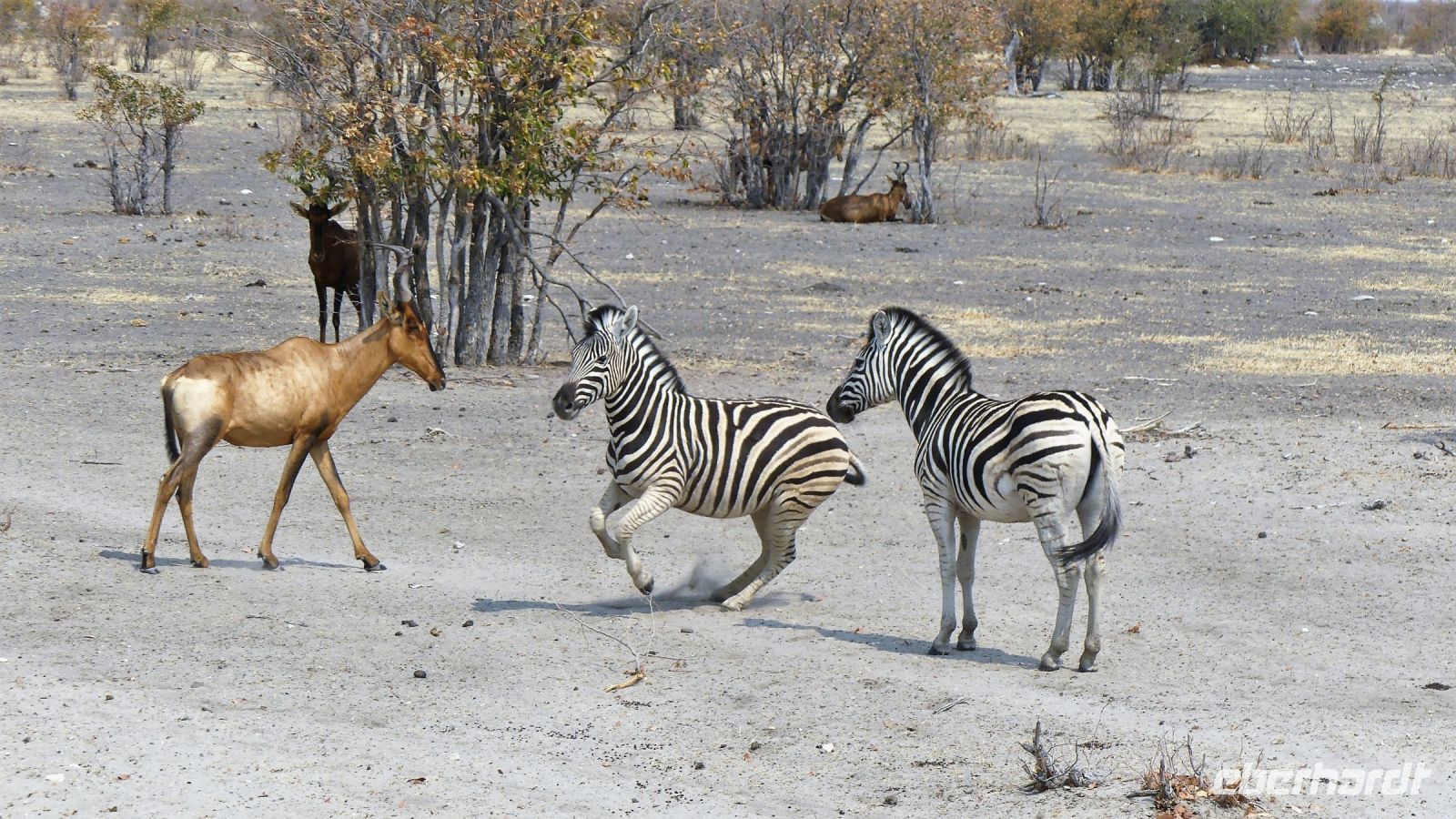 Namibia - Etosha Nationalpark - Kuhantilope und Zebras