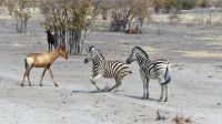 Namibia - Etosha Nationalpark - Kuhantilope und Zebras