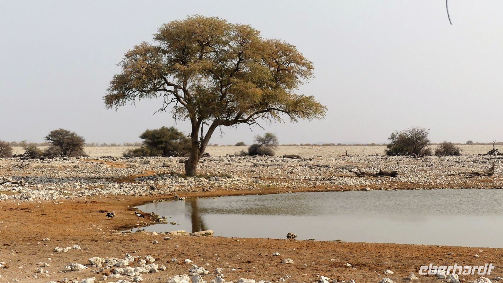 Namibia - Etosha Nationalpark - Okaukuejo