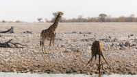 Namibia - Etosha Nationalpark