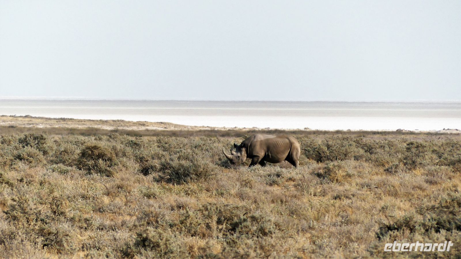 Namibia - Etosha Nationalpark - Spitzmaulnashorn
