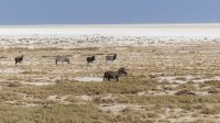 Namibia - Etosha Nationalpark - grenzenlose Weite